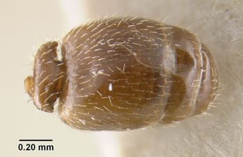 Media type: image;   Entomology 20782 Aspect: abdomen dorsal view